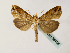  ( - BC ZSM Lep 58406)  @12 [ ] CreativeCommons - Attribution Non-Commercial Share-Alike (2011) Axel Hausmann/Bavarian State Collection of Zoology (ZSM) SNSB, Zoologische Staatssammlung Muenchen
