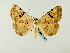  ( - BC ZSM Lep 58423)  @11 [ ] CreativeCommons - Attribution Non-Commercial Share-Alike (2011) Axel Hausmann/Bavarian State Collection of Zoology (ZSM) SNSB, Zoologische Staatssammlung Muenchen