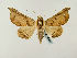  ( - BC ZSM Lep 58426)  @14 [ ] CreativeCommons - Attribution Non-Commercial Share-Alike (2011) Axel Hausmann/Bavarian State Collection of Zoology (ZSM) SNSB, Zoologische Staatssammlung Muenchen