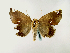  ( - BC ZSM Lep 58431)  @13 [ ] CreativeCommons - Attribution Non-Commercial Share-Alike (2011) Axel Hausmann/Bavarian State Collection of Zoology (ZSM) SNSB, Zoologische Staatssammlung Muenchen