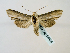  ( - BC ZSM Lep 58456)  @13 [ ] CreativeCommons - Attribution Non-Commercial Share-Alike (2011) Axel Hausmann/Bavarian State Collection of Zoology (ZSM) SNSB, Zoologische Staatssammlung Muenchen