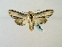  ( - BC ZSM Lep 58460)  @12 [ ] CreativeCommons - Attribution Non-Commercial Share-Alike (2011) Axel Hausmann/Bavarian State Collection of Zoology (ZSM) SNSB, Zoologische Staatssammlung Muenchen