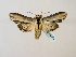  (Shargacucullia blattariaeminogenica - BC ZSM Lep 58461)  @11 [ ] CreativeCommons - Attribution Non-Commercial Share-Alike (2011) Axel Hausmann/Bavarian State Collection of Zoology (ZSM) SNSB, Zoologische Staatssammlung Muenchen