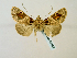  ( - BC ZSM Lep 58462)  @12 [ ] CreativeCommons - Attribution Non-Commercial Share-Alike (2011) Axel Hausmann/Bavarian State Collection of Zoology (ZSM) SNSB, Zoologische Staatssammlung Muenchen