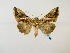  ( - BC ZSM Lep 58469)  @13 [ ] CreativeCommons - Attribution Non-Commercial Share-Alike (2011) Axel Hausmann/Bavarian State Collection of Zoology (ZSM) SNSB, Zoologische Staatssammlung Muenchen