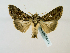  ( - BC ZSM Lep 58471)  @14 [ ] CreativeCommons - Attribution Non-Commercial Share-Alike (2011) Axel Hausmann/Bavarian State Collection of Zoology (ZSM) SNSB, Zoologische Staatssammlung Muenchen