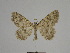  ( - SE MNC Lep 00769)  @14 [ ] Copyright (2011) Sven Erlacher Museum of Natural History Chemnitz