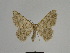  ( - SE MNC Lep 00770)  @14 [ ] Copyright (2011) Sven Erlacher Museum of Natural History Chemnitz