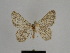  ( - SE MNC Lep 00772)  @11 [ ] Copyright (2011) Sven Erlacher Museum of Natural History Chemnitz