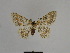  ( - SE MNC Lep 00774)  @13 [ ] Copyright (2011) Sven Erlacher Museum of Natural History Chemnitz