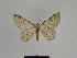  ( - SE MNC Lep 00779)  @13 [ ] Copyright (2011) Sven Erlacher Museum of Natural History Chemnitz