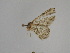 ( - SE MNC Lep 00781)  @11 [ ] Copyright (2011) Sven Erlacher Museum of Natural History Chemnitz