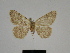  ( - SE MNC Lep 00815)  @11 [ ] Copyright (2011) Sven Erlacher Museum of Natural History Chemnitz