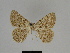  ( - SE MNC Lep 00816)  @11 [ ] Copyright (2011) Sven Erlacher Museum of Natural History Chemnitz