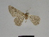  ( - SE MNC Lep 00817)  @11 [ ] Copyright (2011) Sven Erlacher Museum of Natural History Chemnitz