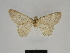  ( - SE MNC Lep 00819)  @11 [ ] Copyright (2011) Sven Erlacher Museum of Natural History Chemnitz