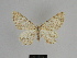  ( - SE MNC Lep 00880)  @11 [ ] Copyright (2011) Sven Erlacher Museum of Natural History Chemnitz