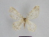  ( - SE MNC Lep 00881)  @11 [ ] Copyright (2011) Sven Erlacher Museum of Natural History Chemnitz
