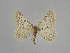  ( - SE MNC Lep 00897)  @12 [ ] Copyright (2011) Sven Erlacher Museum of Natural History Chemnitz