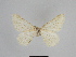  ( - SE MNC Lep 00898)  @12 [ ] Copyright (2011) Sven Erlacher Museum of Natural History Chemnitz