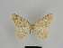  ( - SE MNC Lep 00899)  @12 [ ] Copyright (2011) Sven Erlacher Museum of Natural History Chemnitz