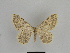  ( - SE MNC Lep 00903)  @12 [ ] Copyright (2011) Sven Erlacher Museum of Natural History Chemnitz