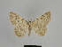  ( - SE MNC Lep 00905)  @13 [ ] Copyright (2011) Sven Erlacher Museum of Natural History Chemnitz