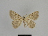  ( - SE MNC Lep 00906)  @12 [ ] Copyright (2011) Sven Erlacher Museum of Natural History Chemnitz