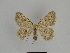  ( - SE MNC Lep 00907)  @13 [ ] Copyright (2011) Sven Erlacher Museum of Natural History Chemnitz