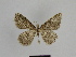  ( - SE MNC Lep 00908)  @13 [ ] Copyright (2011) Sven Erlacher Museum of Natural History Chemnitz