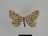  ( - SE MNC Lep 00909)  @13 [ ] Copyright (2011) Sven Erlacher Museum of Natural History Chemnitz