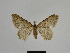  ( - SE MNC Lep 00910)  @12 [ ] Copyright (2011) Sven Erlacher Museum of Natural History Chemnitz
