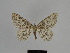  ( - SE MNC Lep 00911)  @13 [ ] Copyright (2011) Sven Erlacher Museum of Natural History Chemnitz