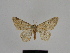 ( - SE MNC Lep 00914)  @13 [ ] Copyright (2011) Sven Erlacher Museum of Natural History Chemnitz