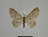  ( - SE MNC Lep 00916)  @13 [ ] Copyright (2011) Sven Erlacher Museum of Natural History Chemnitz