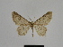  ( - SE MNC Lep 00917)  @13 [ ] Copyright (2011) Sven Erlacher Museum of Natural History Chemnitz