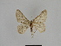  ( - SE MNC Lep 00918)  @13 [ ] Copyright (2011) Sven Erlacher Museum of Natural History Chemnitz