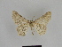  ( - SE MNC Lep 00919)  @13 [ ] Copyright (2011) Sven Erlacher Museum of Natural History Chemnitz