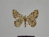  ( - SE MNC Lep 00924)  @12 [ ] Copyright (2011) Sven Erlacher Museum of Natural History Chemnitz