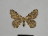  ( - SE MNC Lep 00925)  @12 [ ] Copyright (2011) Sven Erlacher Museum of Natural History Chemnitz