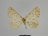  ( - SE MNC Lep 00927)  @13 [ ] Copyright (2011) Sven Erlacher Museum of Natural History Chemnitz