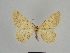  ( - SE MNC Lep 00931)  @13 [ ] Copyright (2011) Sven Erlacher Museum of Natural History Chemnitz