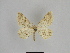 ( - SE MNC Lep 00933)  @13 [ ] Copyright (2011) Sven Erlacher Museum of Natural History Chemnitz