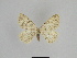  ( - SE MNC Lep 00934)  @13 [ ] Copyright (2011) Sven Erlacher Museum of Natural History Chemnitz