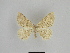  ( - SE MNC Lep 00935)  @13 [ ] Copyright (2011) Sven Erlacher Museum of Natural History Chemnitz