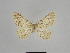  ( - SE MNC Lep 00936)  @13 [ ] Copyright (2011) Sven Erlacher Museum of Natural History Chemnitz