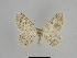  ( - SE MNC Lep 00941)  @13 [ ] Copyright (2011) Sven Erlacher Museum of Natural History Chemnitz
