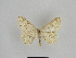  ( - SE MNC Lep 00942)  @12 [ ] Copyright (2011) Sven Erlacher Museum of Natural History Chemnitz