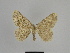  ( - SE MNC Lep 00943)  @14 [ ] Copyright (2011) Sven Erlacher Museum of Natural History Chemnitz