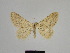  ( - SE MNC Lep 00950)  @11 [ ] Copyright (2011) Sven Erlacher Museum of Natural History Chemnitz